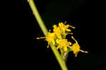 Wreath goldenrod